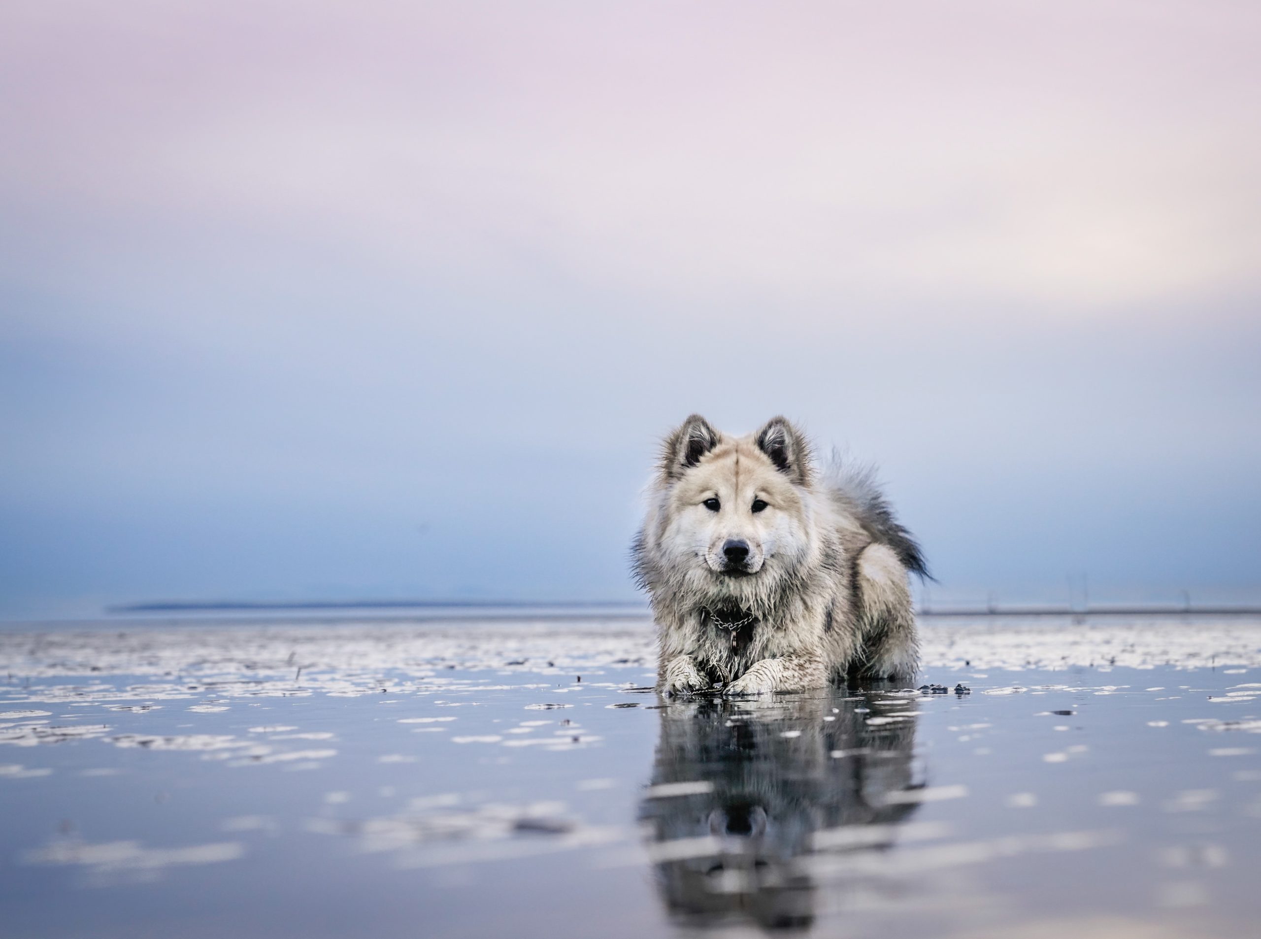Een hond in het water